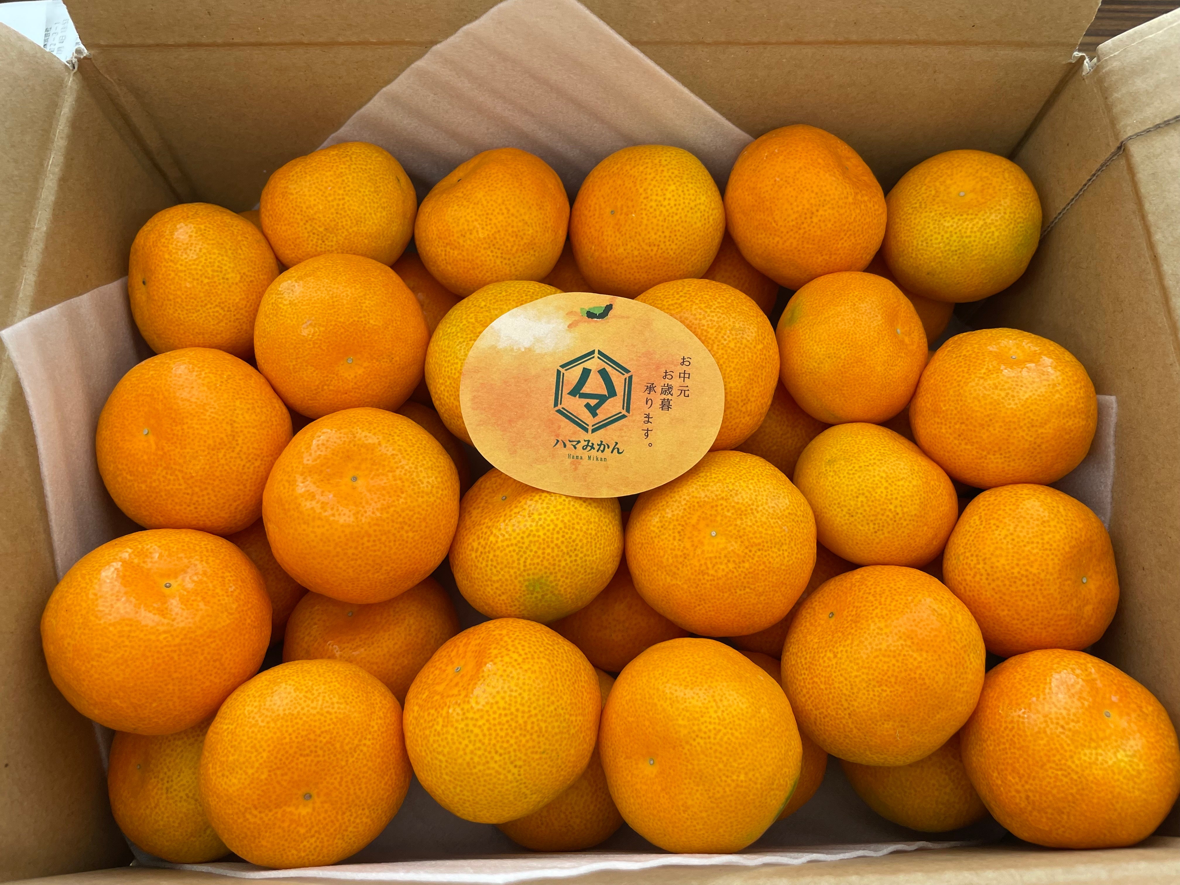 ハウスみかん 2kg（約30個〜35個）先行予約7月から発送開始 – ハマみかん